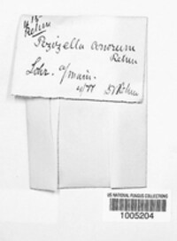 Calycina conorum image